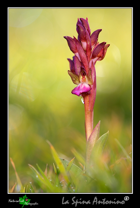 Le Prime Orchidee della Sicilia Orientale!