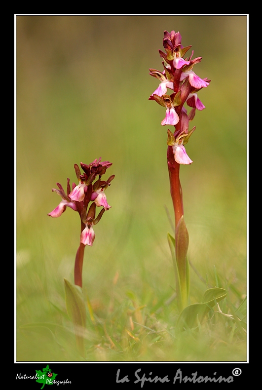 Le Prime Orchidee della Sicilia Orientale!