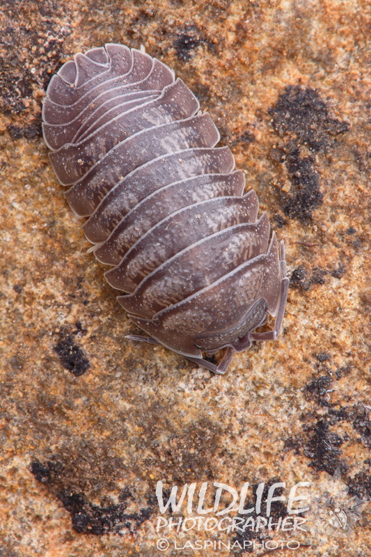 che porcellino di terra? Armadillidium cfr. nasatum