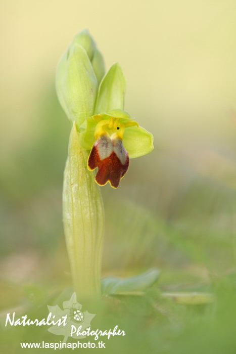 Sabato e Domenica...una scorpacciata di Orchidee!