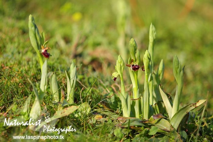 Sabato e Domenica...una scorpacciata di Orchidee!