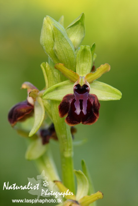 Sabato e Domenica...una scorpacciata di Orchidee!