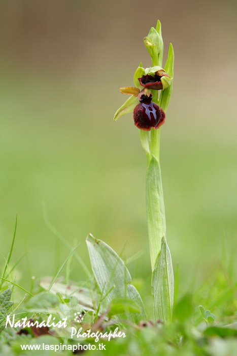 Sabato e Domenica...una scorpacciata di Orchidee!