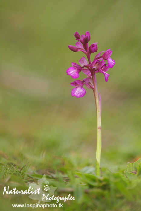 Sabato e Domenica...una scorpacciata di Orchidee!