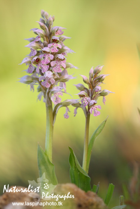 Sabato e Domenica...una scorpacciata di Orchidee!