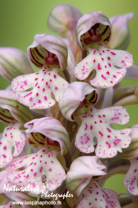 Sabato e Domenica...una scorpacciata di Orchidee!