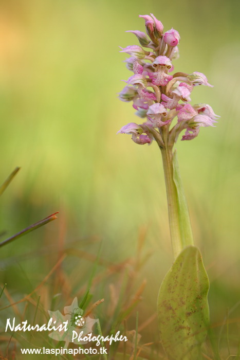 Sabato e Domenica...una scorpacciata di Orchidee!