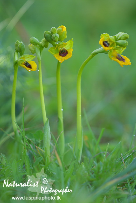 Sabato e Domenica...una scorpacciata di Orchidee!