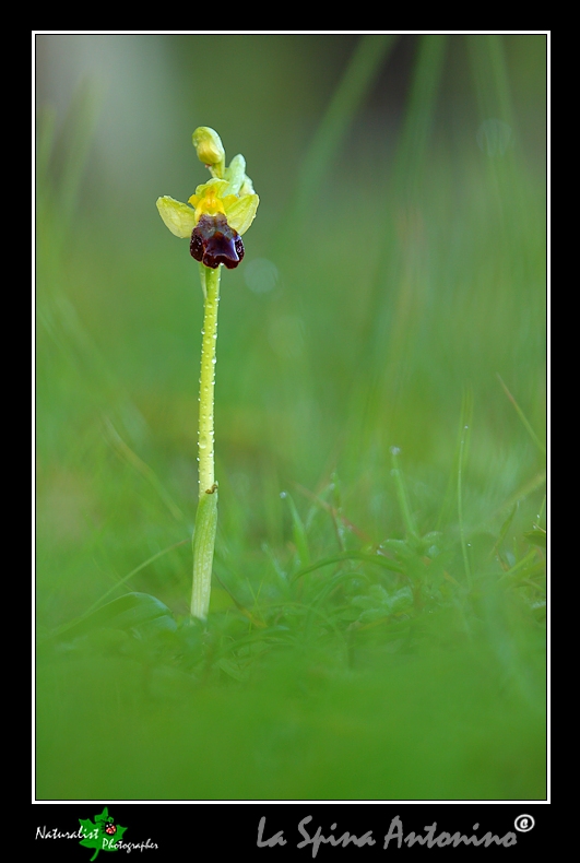 Le Prime Orchidee della Sicilia Orientale!