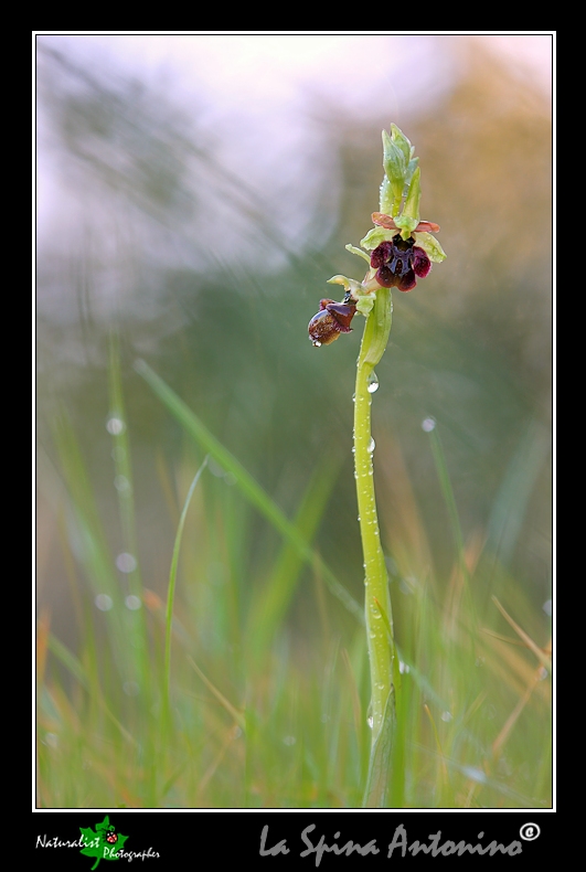 Le Prime Orchidee della Sicilia Orientale!