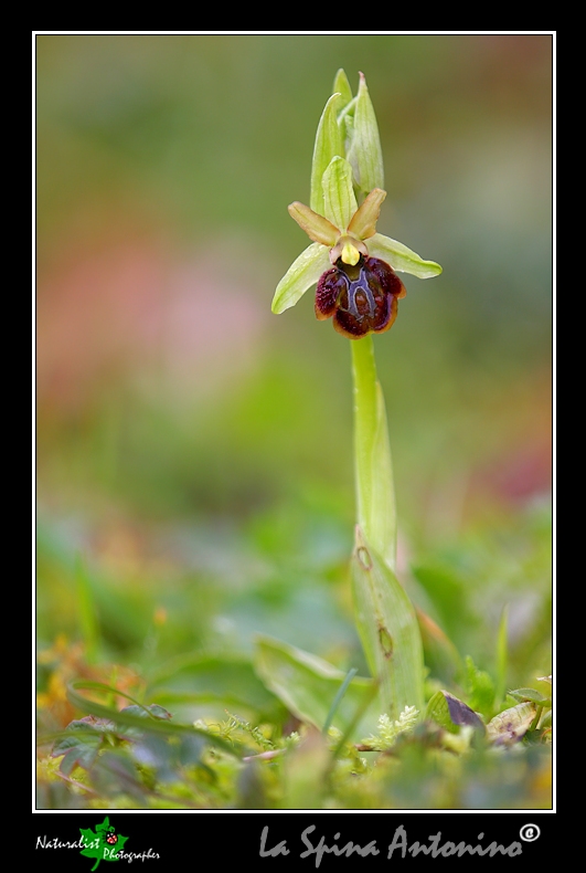 Le Prime Orchidee della Sicilia Orientale!