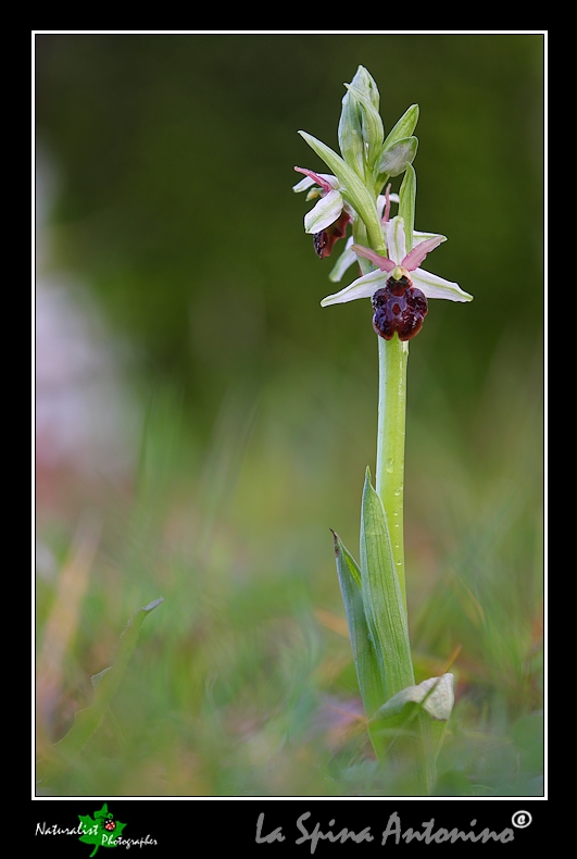 Le Prime Orchidee della Sicilia Orientale!