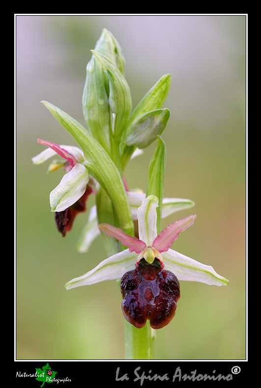 Le Prime Orchidee della Sicilia Orientale!