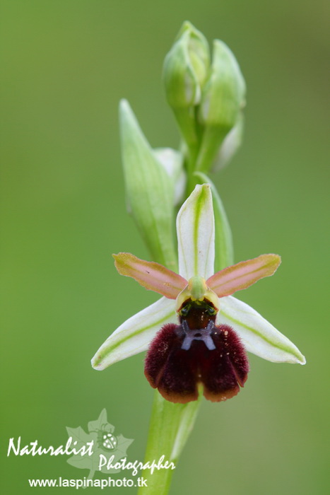 Sabato e Domenica...una scorpacciata di Orchidee!