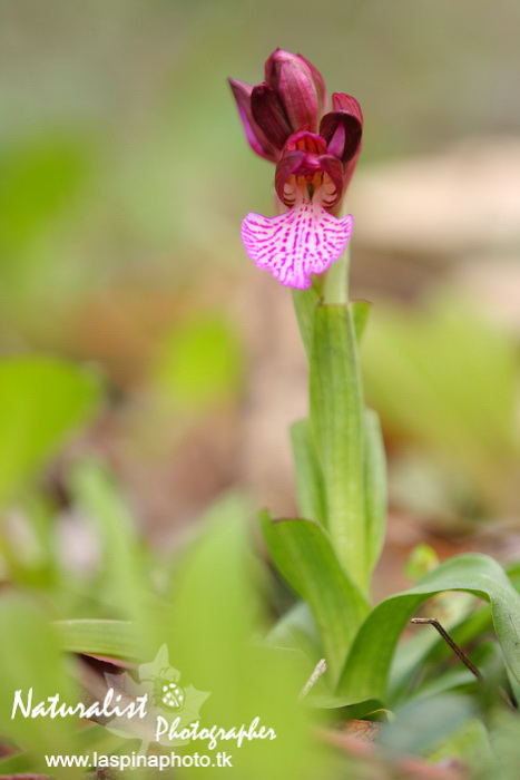 Sabato e Domenica...una scorpacciata di Orchidee!