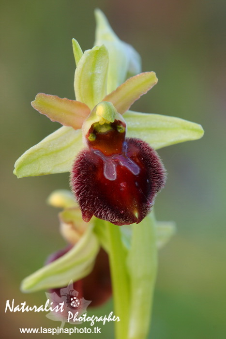 Sabato e Domenica...una scorpacciata di Orchidee!