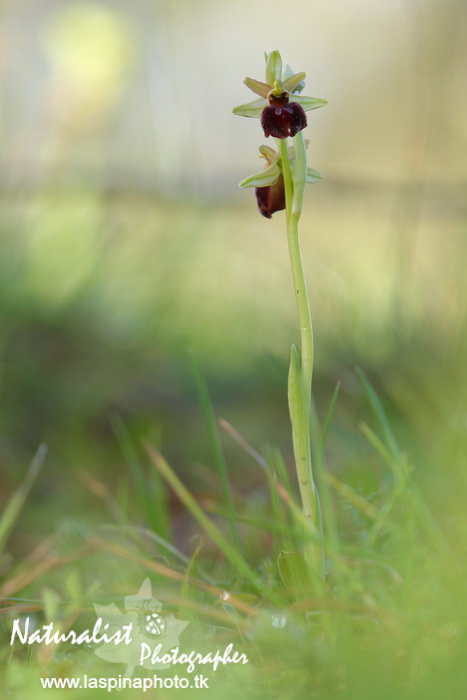 Sabato e Domenica...una scorpacciata di Orchidee!