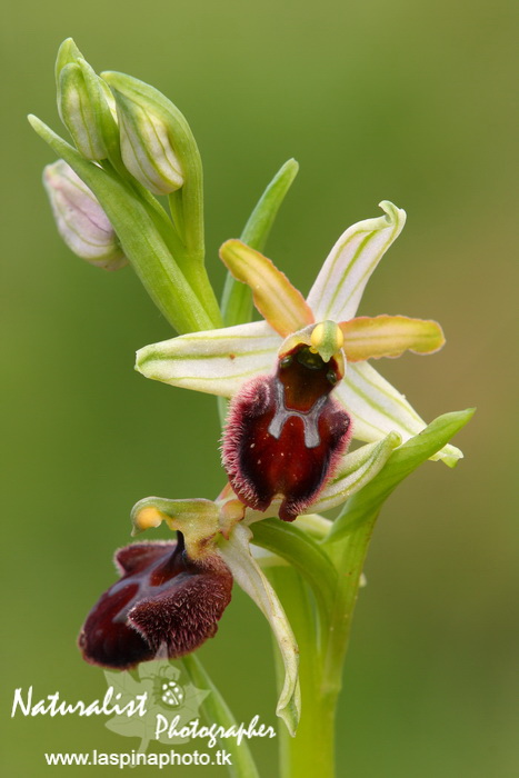 Sabato e Domenica...una scorpacciata di Orchidee!