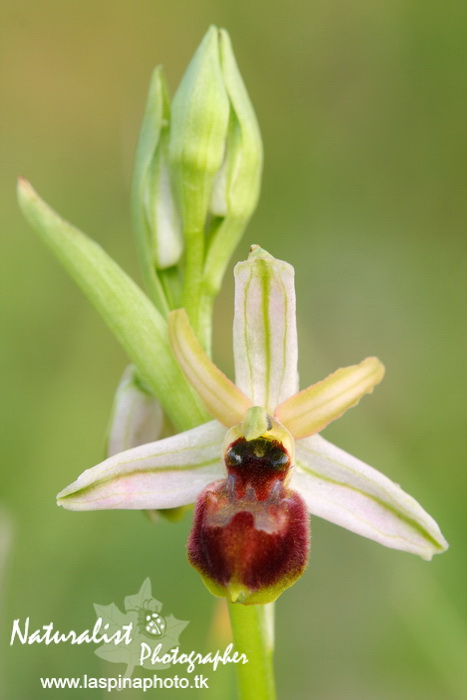 Sabato e Domenica...una scorpacciata di Orchidee!