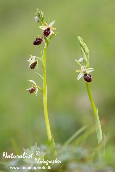 Sabato e Domenica...una scorpacciata di Orchidee!