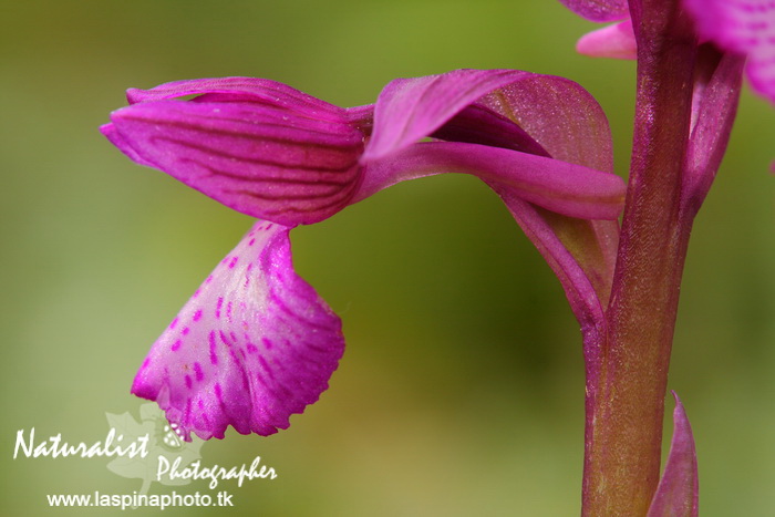 Sabato e Domenica...una scorpacciata di Orchidee!