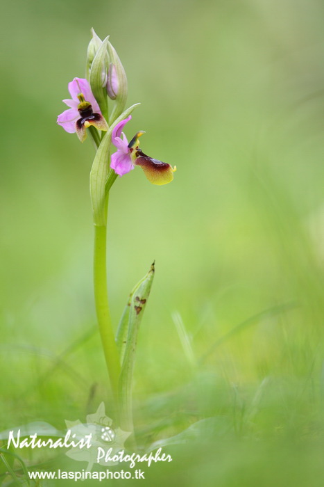 Sabato e Domenica...una scorpacciata di Orchidee!