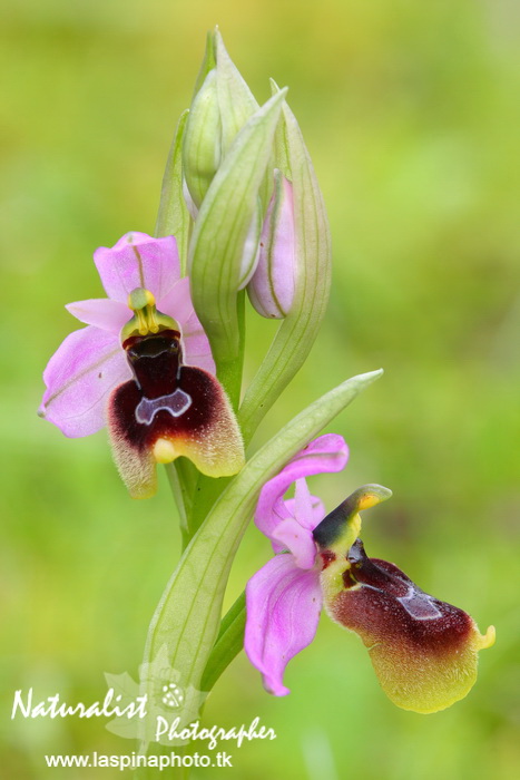 Sabato e Domenica...una scorpacciata di Orchidee!