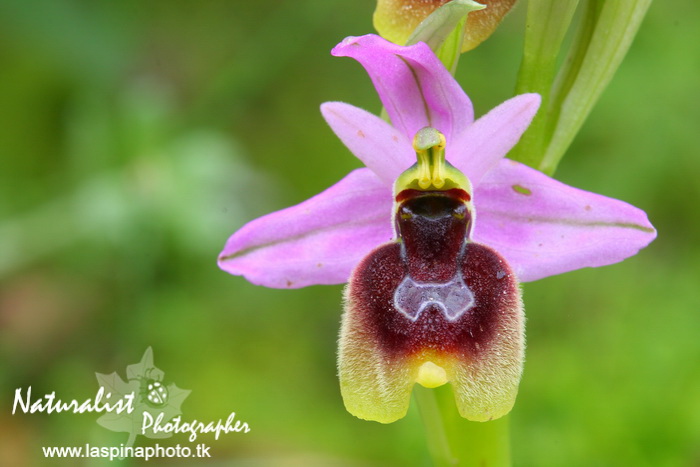 Sabato e Domenica...una scorpacciata di Orchidee!