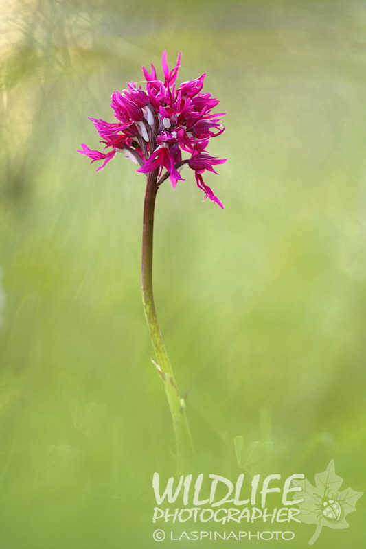 Una bella rarit!!! Orchis italica var. purpurea