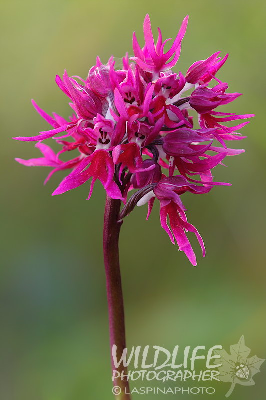 Una bella rarit!!! Orchis italica var. purpurea