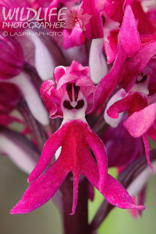 Una bella rarit!!! Orchis italica var. purpurea