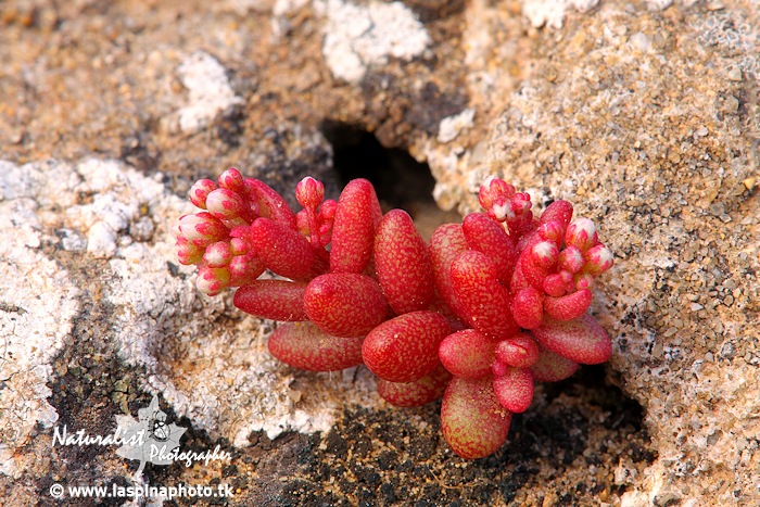 Sedum caeruleum / Borracina azzurra