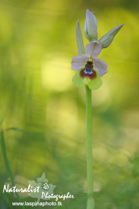 Sabato e Domenica...una scorpacciata di Orchidee!