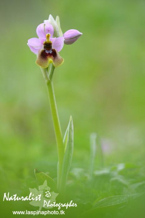 Sabato e Domenica...una scorpacciata di Orchidee!