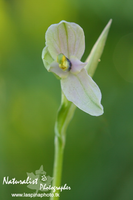 Sabato e Domenica...una scorpacciata di Orchidee!