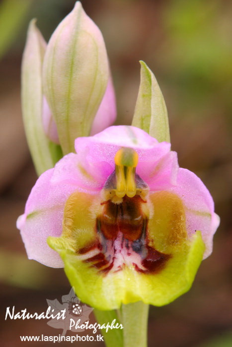 Sabato e Domenica...una scorpacciata di Orchidee!