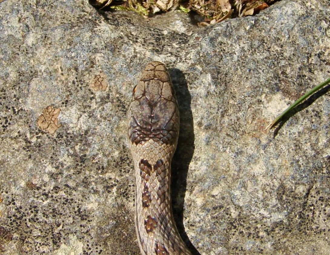 Coronella Austriaca