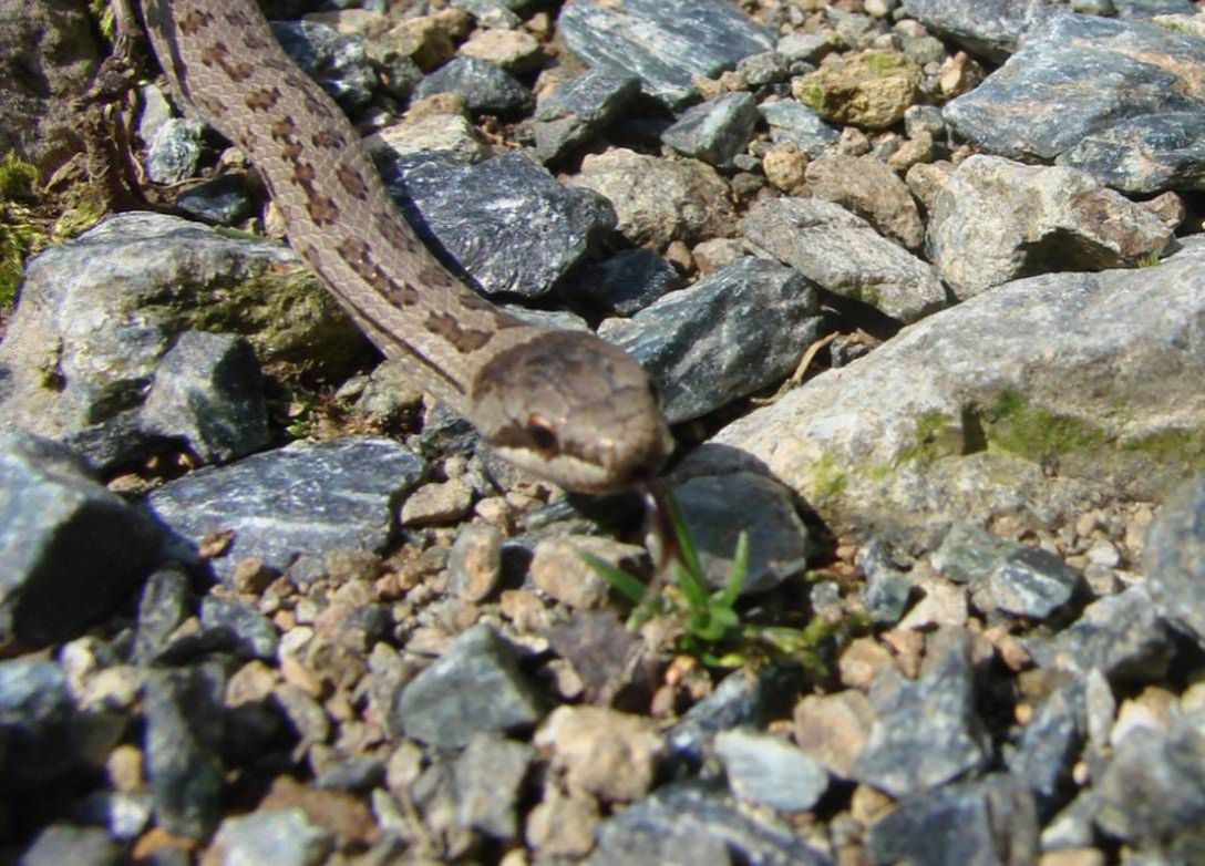 Coronella Austriaca