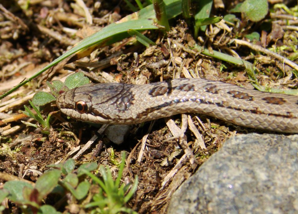 Coronella Austriaca