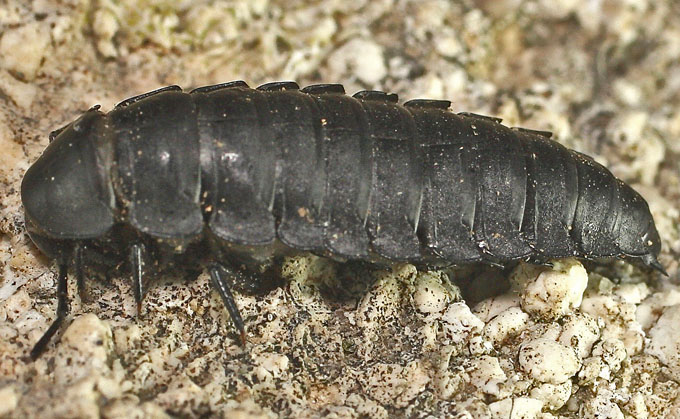 A possible Lampyrid from Cyprus: no, larva of Silphidae