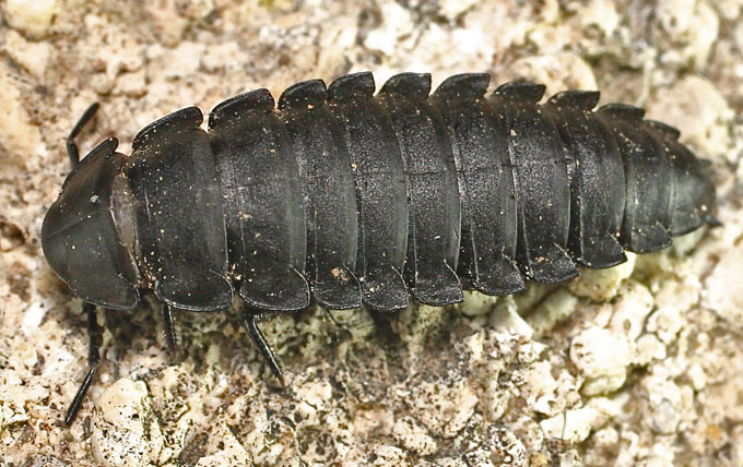 A possible Lampyrid from Cyprus: no, larva of Silphidae