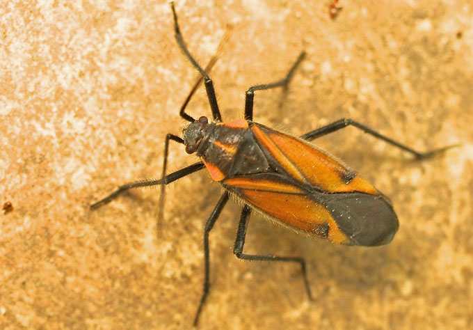 Heteroptera sp from Cyprus:  Horistus infuscatus (Miridae)