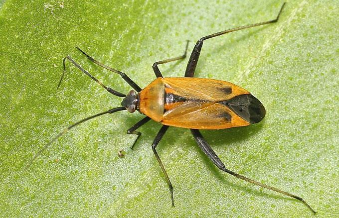 Another Cyprus bug species: Calocoris nemoralis (Miridae)