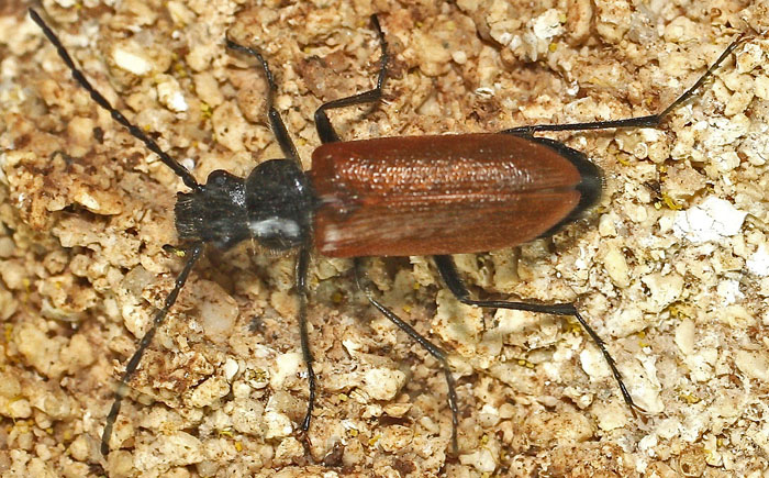 Tenebrionidae, Omophlus sp. (cfr.) from Cyprus