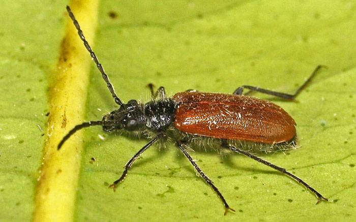 Tenebrionidae, Omophlus sp. (cfr.) from Cyprus