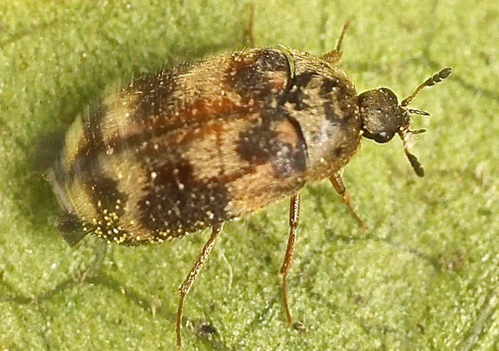 An Anthrenus species from Malta?  No, Attagenus sp.