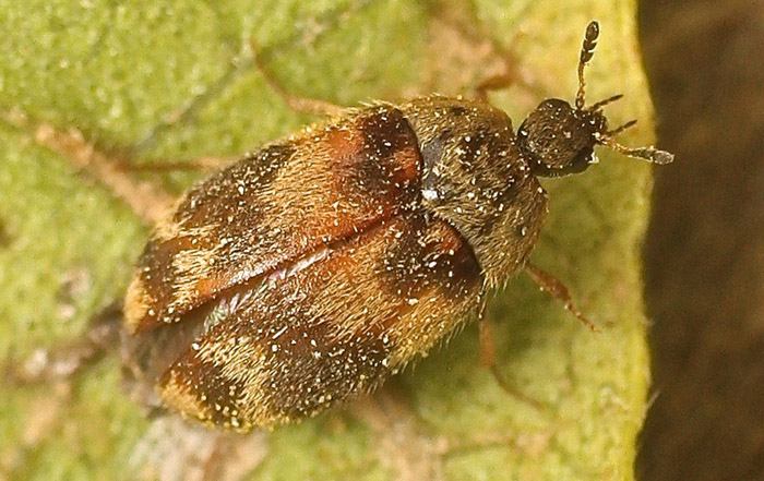 An Anthrenus species from Malta?  No, Attagenus sp.