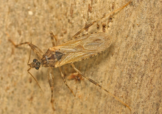 A Reduviidae from Cyprus: Oncocephalus sp.