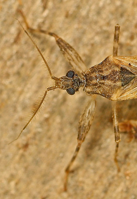 A Reduviidae from Cyprus: Oncocephalus sp.