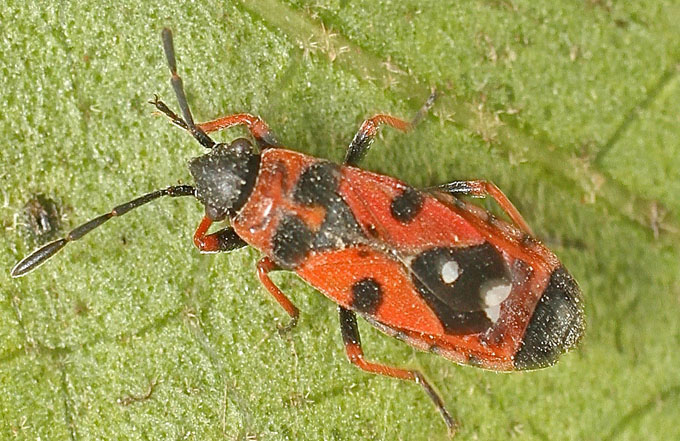 Horvathiolus gibbicollis (Lygaeidae)  from Malta